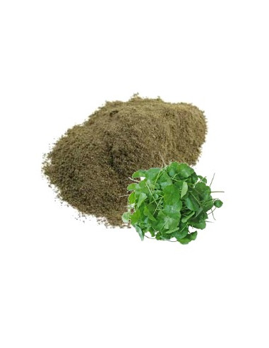 Brahmi en poudre