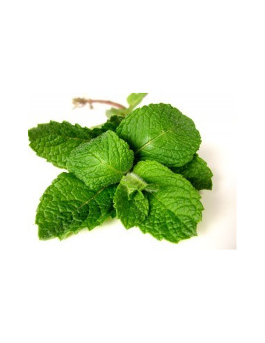 Menthe poivrée feuille en poudre