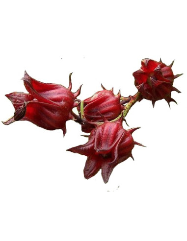 Fleurs d'hibiscus en poudre