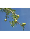 Huile d'argan vierge BIOLOGIQUE