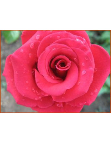 Hydrolat de Roses de Damas