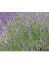 Huile essentielle Lavande