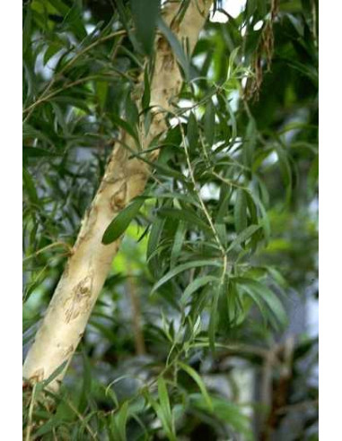 Huile essentielle Tea Tree