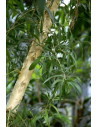 Huile essentielle Tea Tree