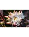Huile essentielle Eucapyptus
