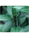 Huile essentielle de Menthe poivrÃ©e