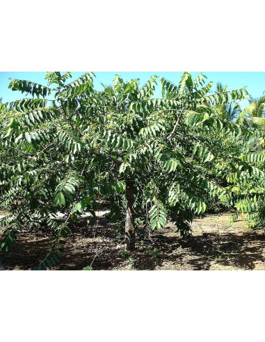Huile essentielle Ylang Ylang