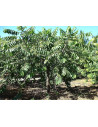 Huile essentielle Ylang Ylang