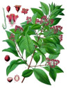 Huile essentielle de Bois de santal et d'amarys