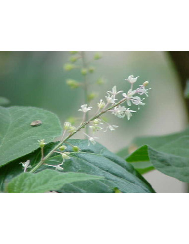 Huile essentielle de Patchouli