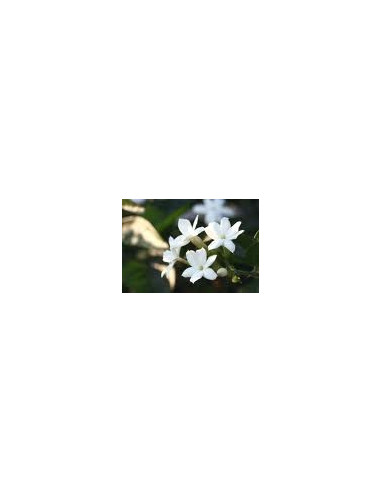Huile essentielle de Jasmin(diluÃ©)