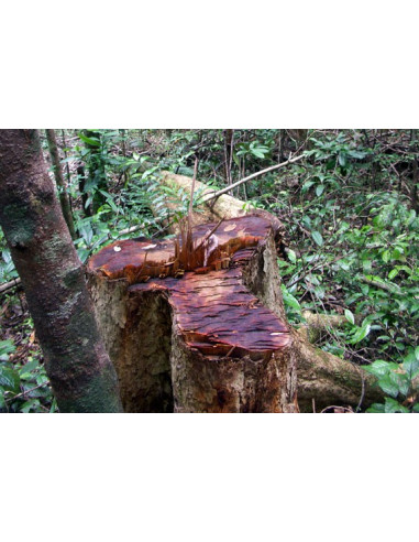 Huile essentielle de Bois de rose