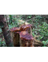 Huile essentielle de Bois de rose