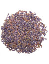 Lavande fleur super bleue 