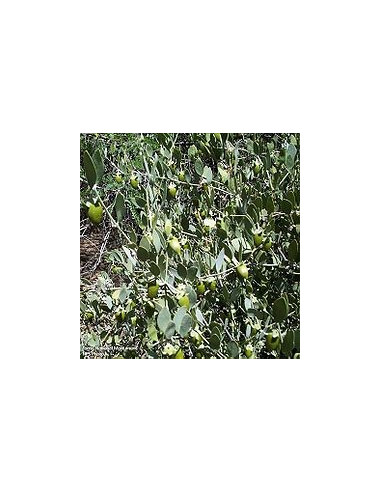 Huile vierge de Jojoba