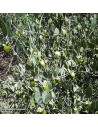Huile vierge de Jojoba