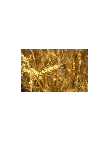 Huile vierge de Germes de blÃ©