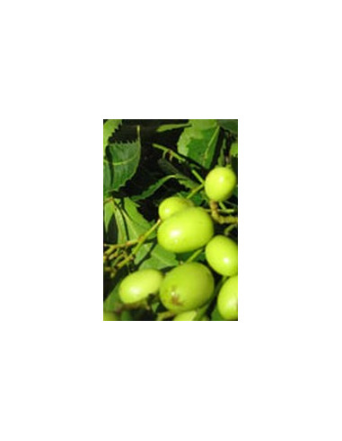 Huile vierge de neem