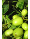 Huile vierge de neem