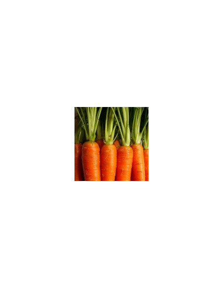 Macérat huileux de carotte