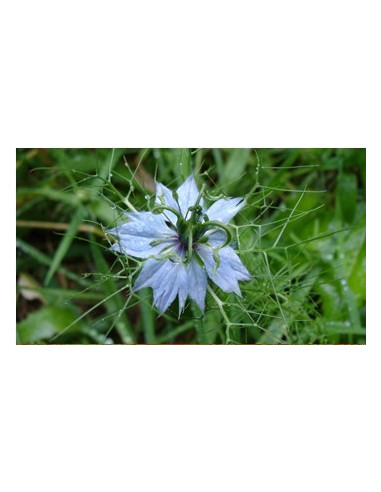 Huile de graines de nigelle
