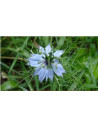 Huile de graines de nigelle