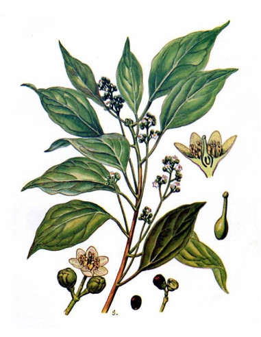 Huile essentielle camphre