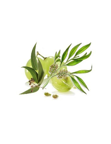 Huile de massage du cuir chevelu