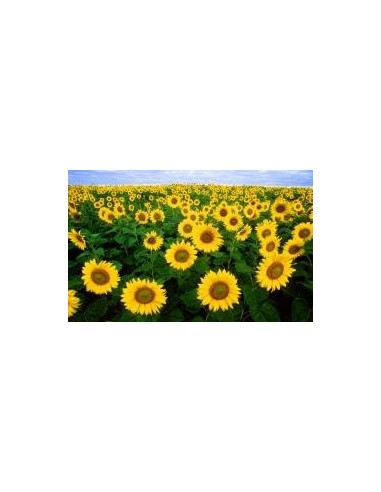 Huile de tournesol oléique